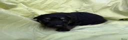 German Shepherd dogs for sale: Long haired German shepherd puppies  - Advert 7