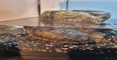 Terrapin reptiles - Advert 4