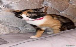 Mixed Breed cats for sale: Female Calico kitten  - Image 4