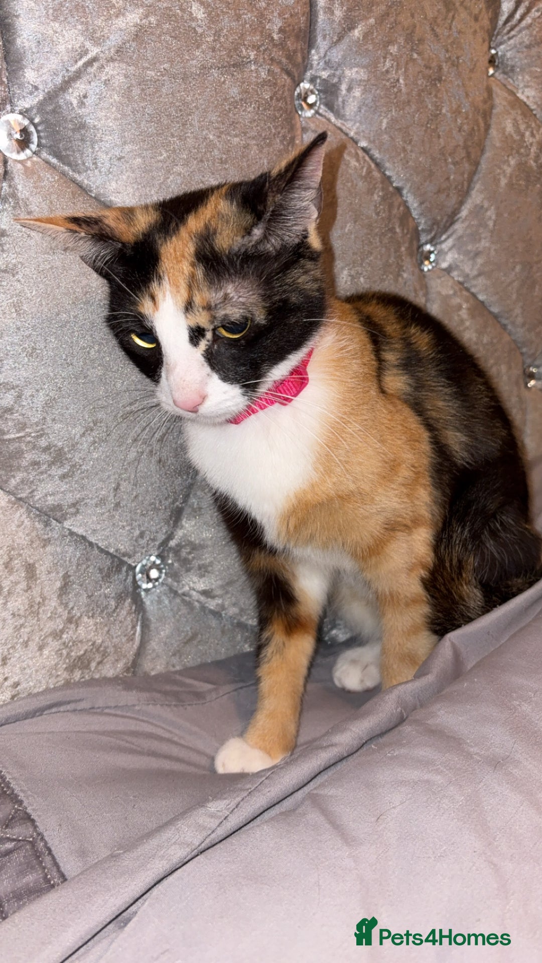 Mixed Breed cats for sale: Female Calico kitten  - Image 4