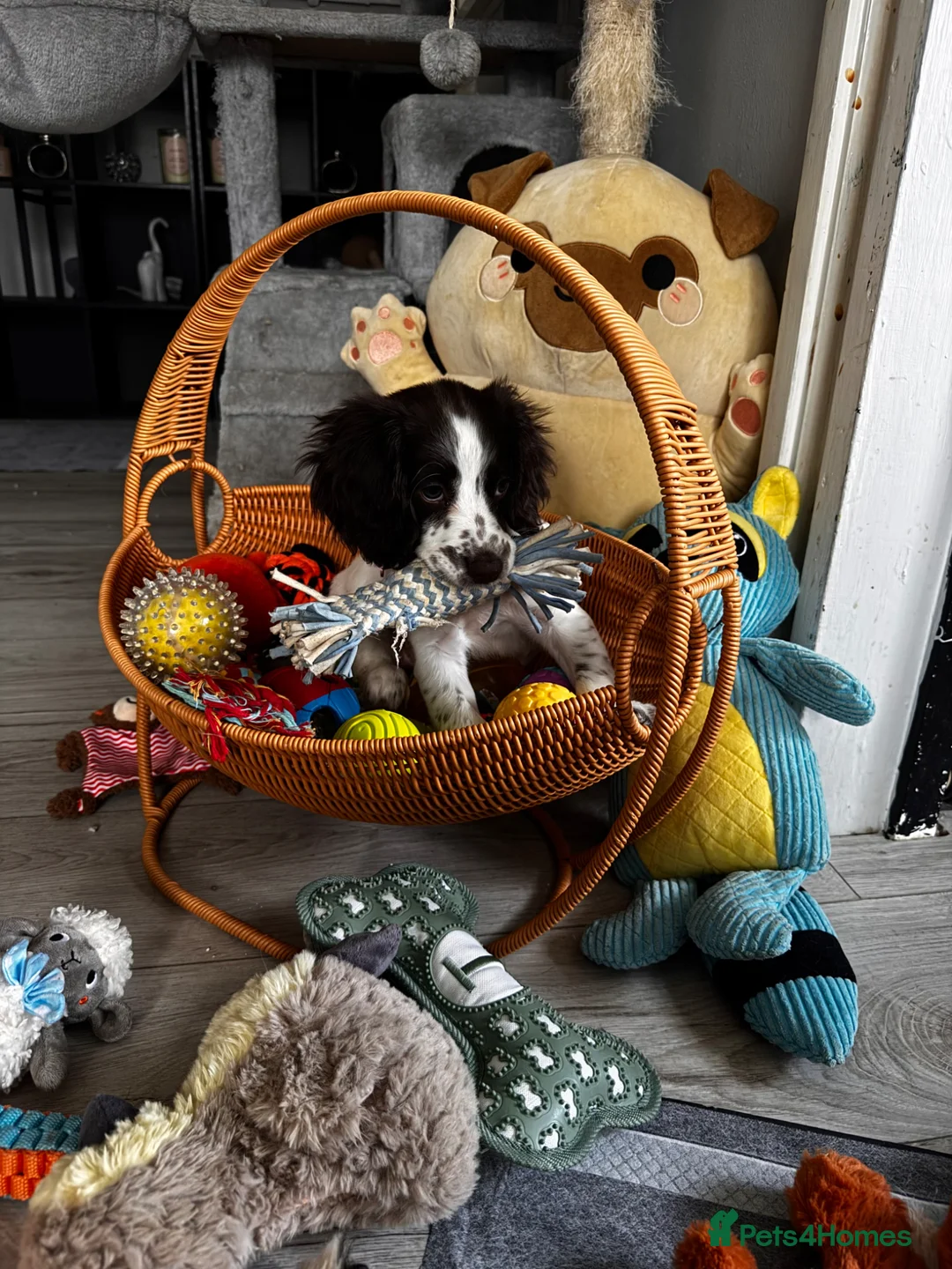 Sprocker dogs for sale: Sprocker spaniel puppy - Advert 1