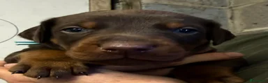 Dobermann 4