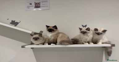 Ragdoll cats - Advert 16