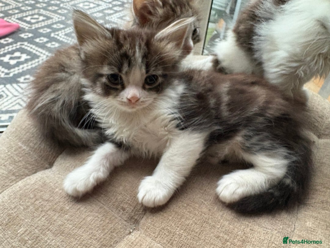 Mixed Breed cats for sale: Beautiful long and short haired kittens  - Advert 22