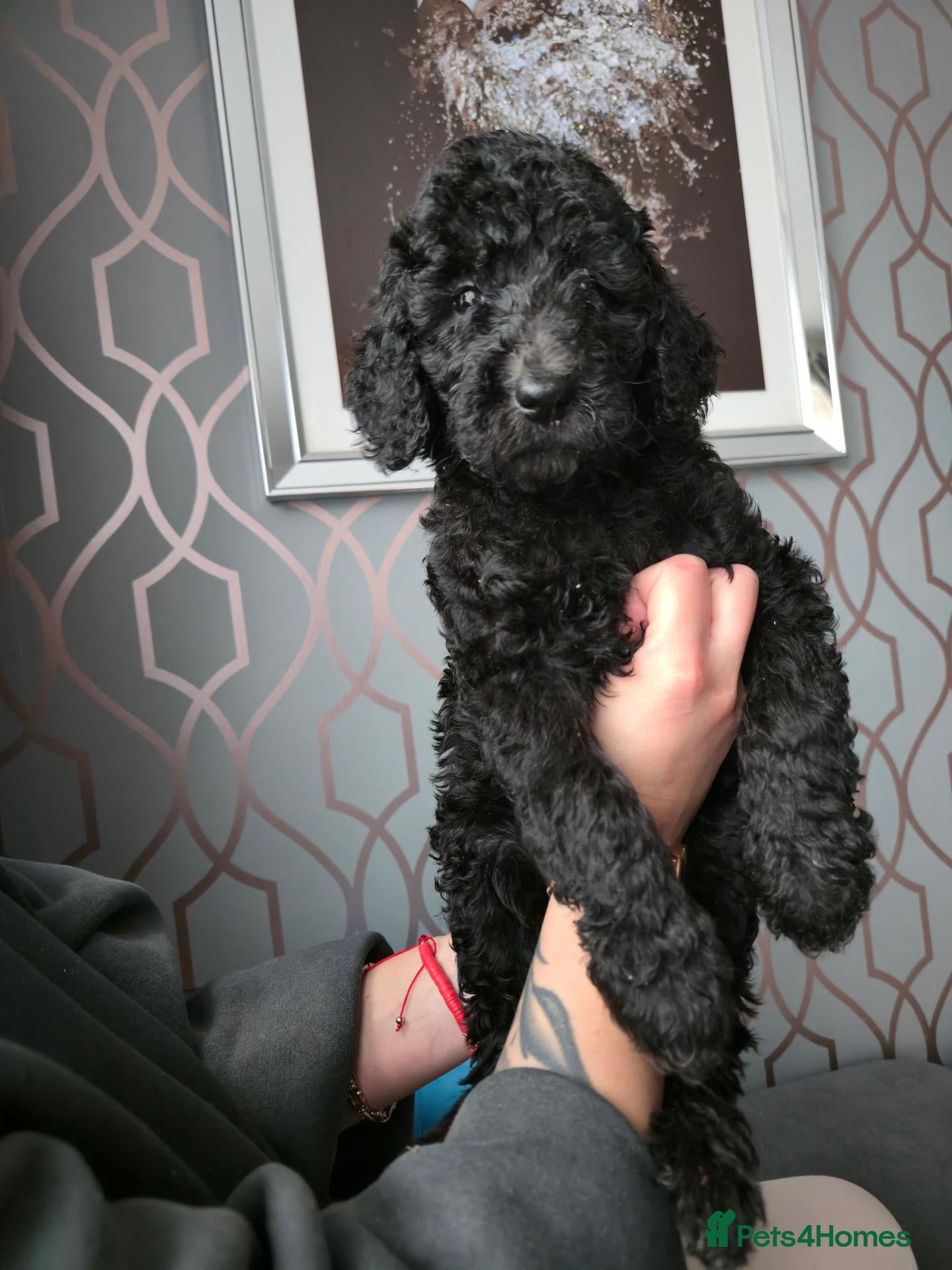 Goldendoodle dogs Standard F1B Goldendoodle Unique colours!  - Advert 1