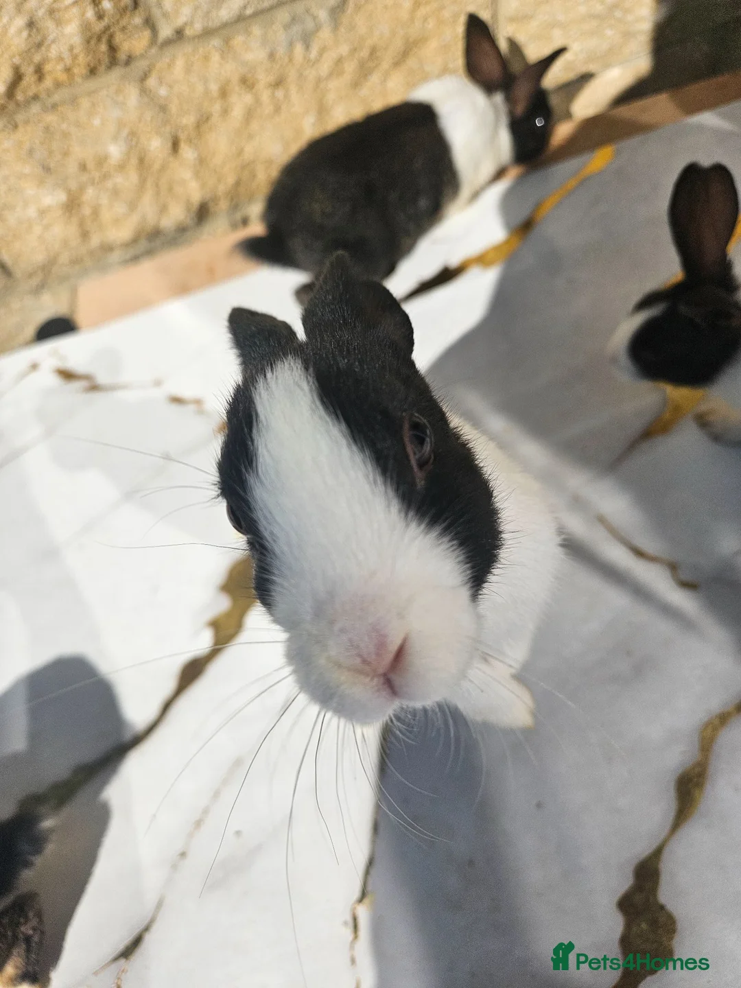 Dutch rabbits for sale: Dutch rabbits  in Bradford - Advert 2