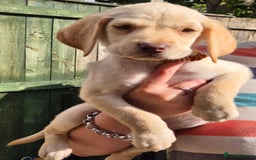 Labrador Retriever dogs for sale: Labrador puppys ready to leave  - Image 3