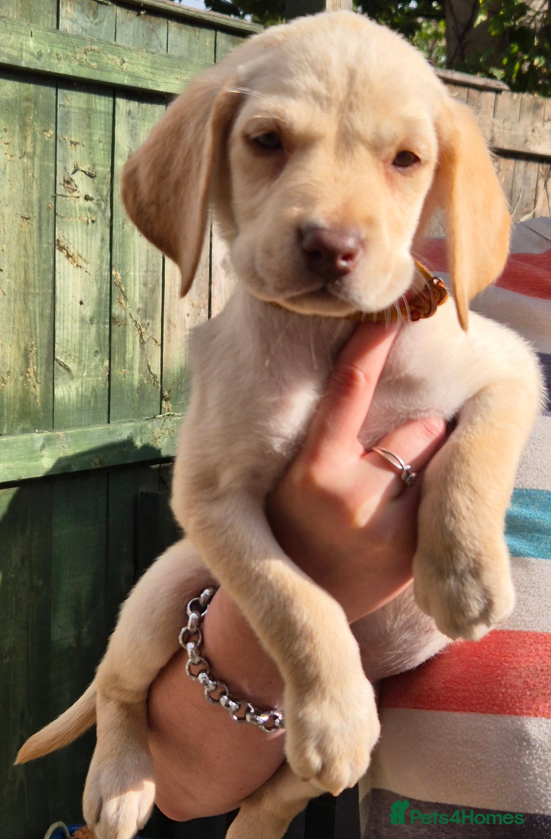 Labrador Retriever dogs for sale: Labrador puppys ready to leave  - Image 3