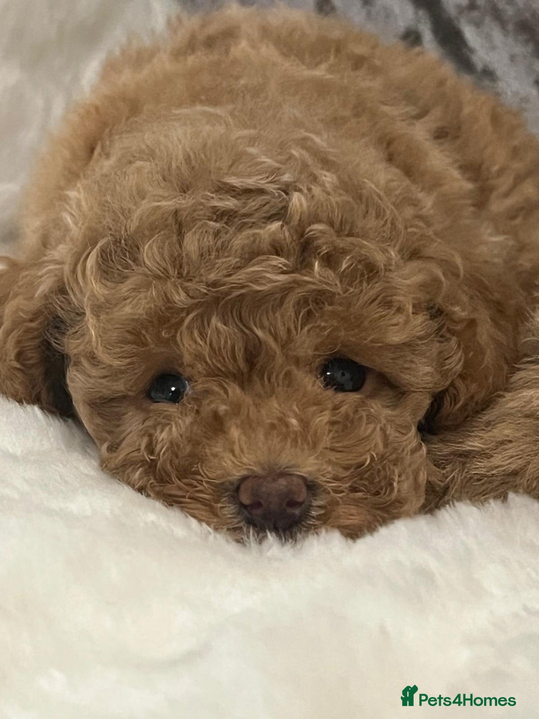 Cavapoo dogs for sale: Mixed litter ofBeautiful cavapoo  - Advert 12