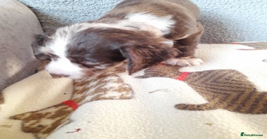 Sprocker dogs - Advert 4