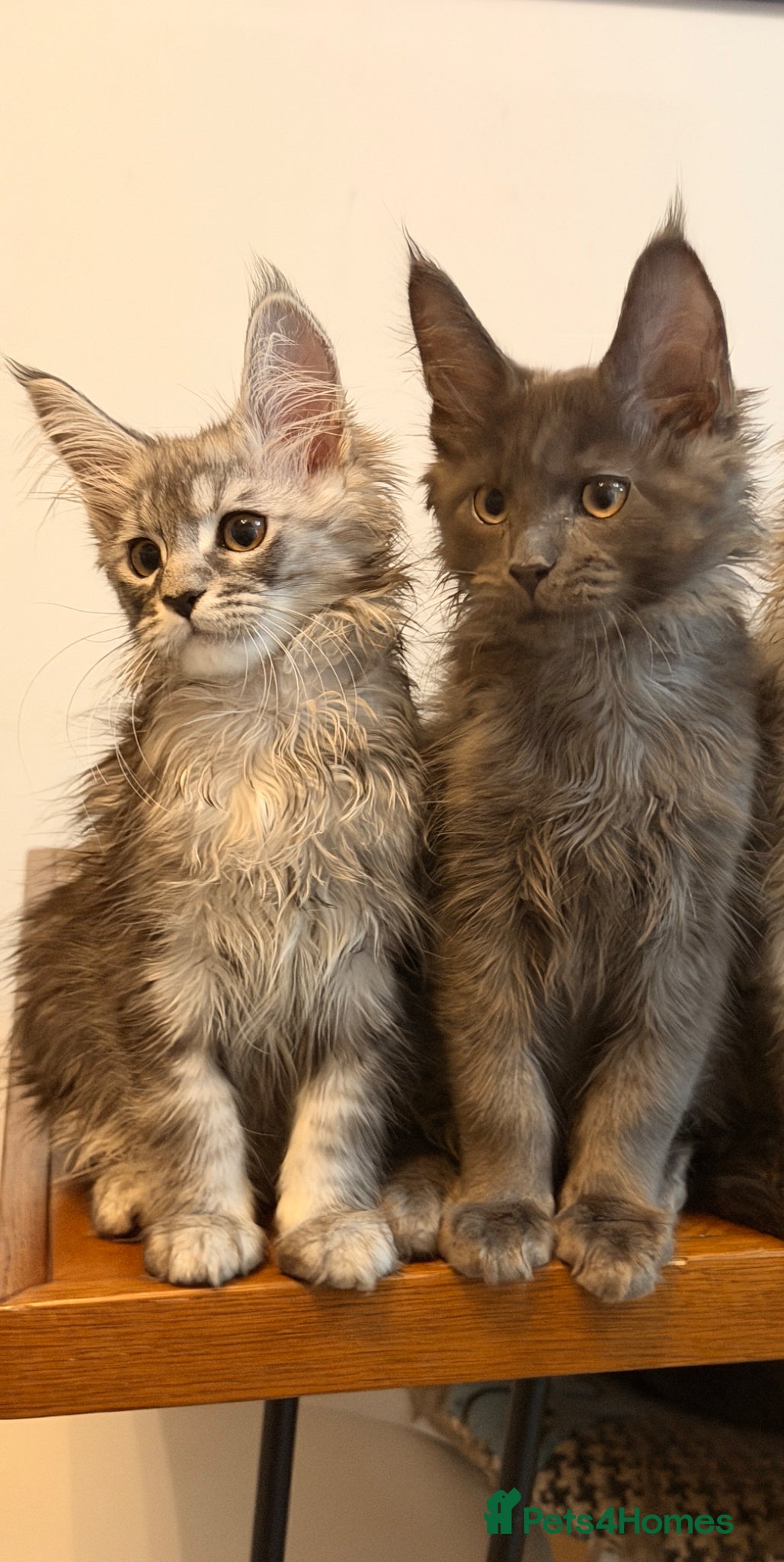 Maine Coon cats One girl and one boy left pure Maincoon  - Advert 1