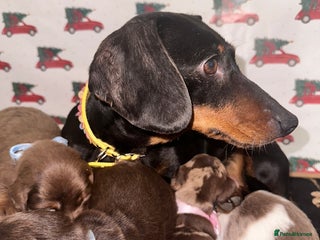 Dachshund dogs for sale: Dachshund - Advert 1