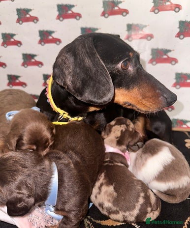 Dachshund dogs Dachshund - Advert 2