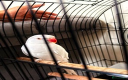 Ringnecks birds for sale: White Female Indian Ringneck Parrot for Sale 🕊️ - Image 3