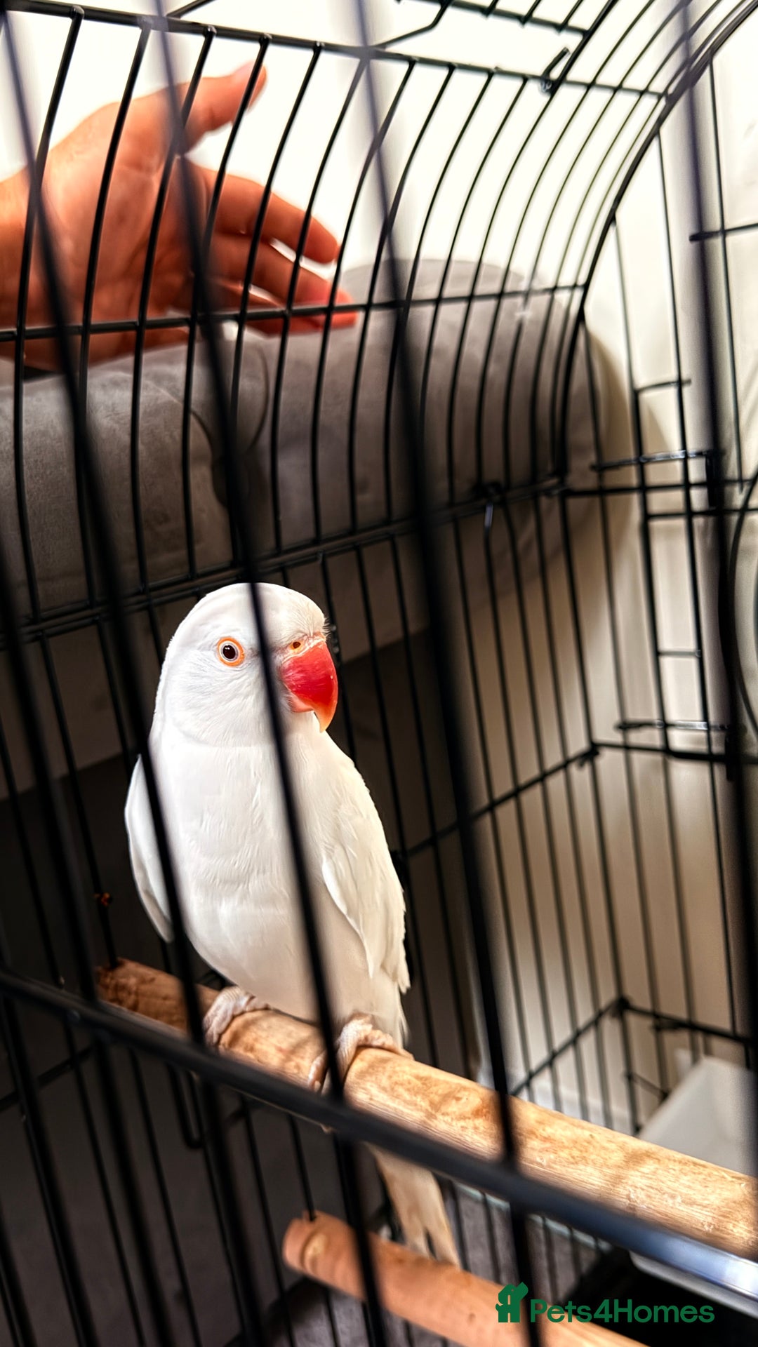 Ringnecks birds for sale: White Female Indian Ringneck Parrot for Sale 🕊️ - Image 3