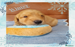 Australian Labradoodle dogs for sale: Stunning red F1b Australian Labradoodle puppies  - Image 17