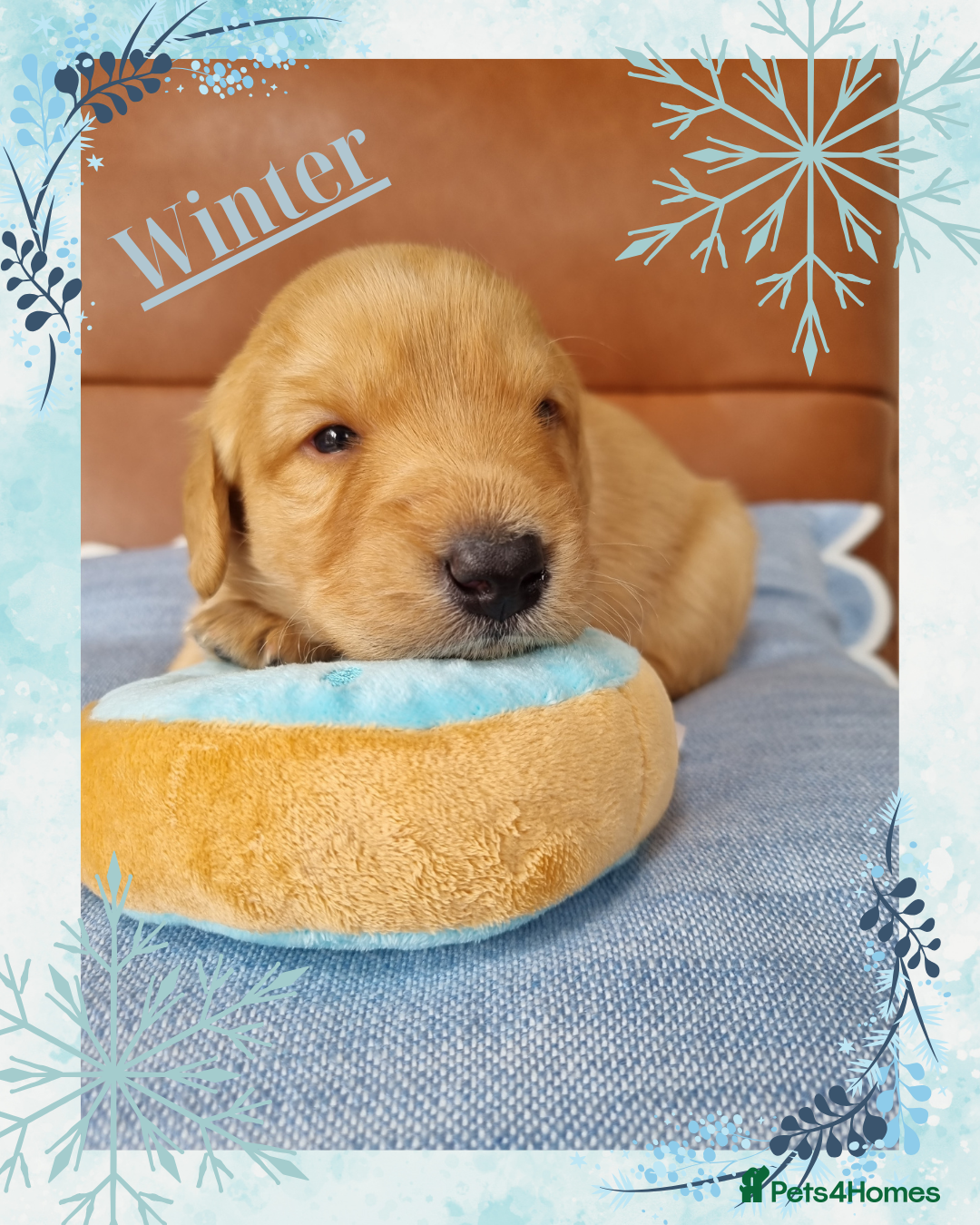 Australian Labradoodle dogs for sale: Stunning red F1b Australian Labradoodle puppies  - Image 17