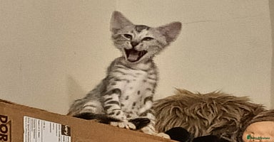Bengal cats - Advert 4