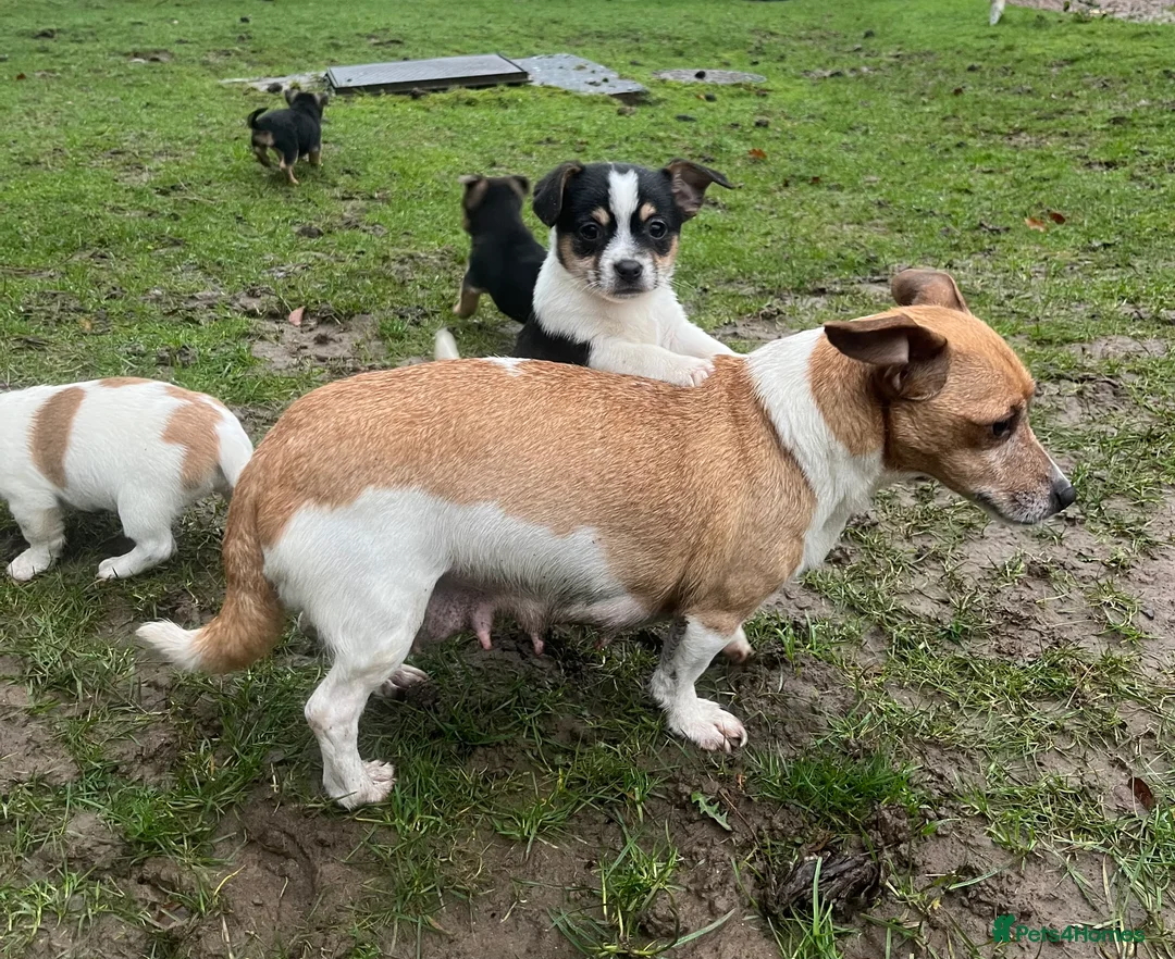 Mixed Breed dogs for sale: Gorgeous Jackchi pups  - Advert 2