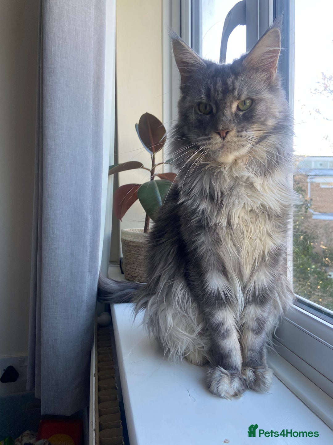Maine Coon cats for sale: TICA Active Registered Maine Coon Queen  - Advert 4