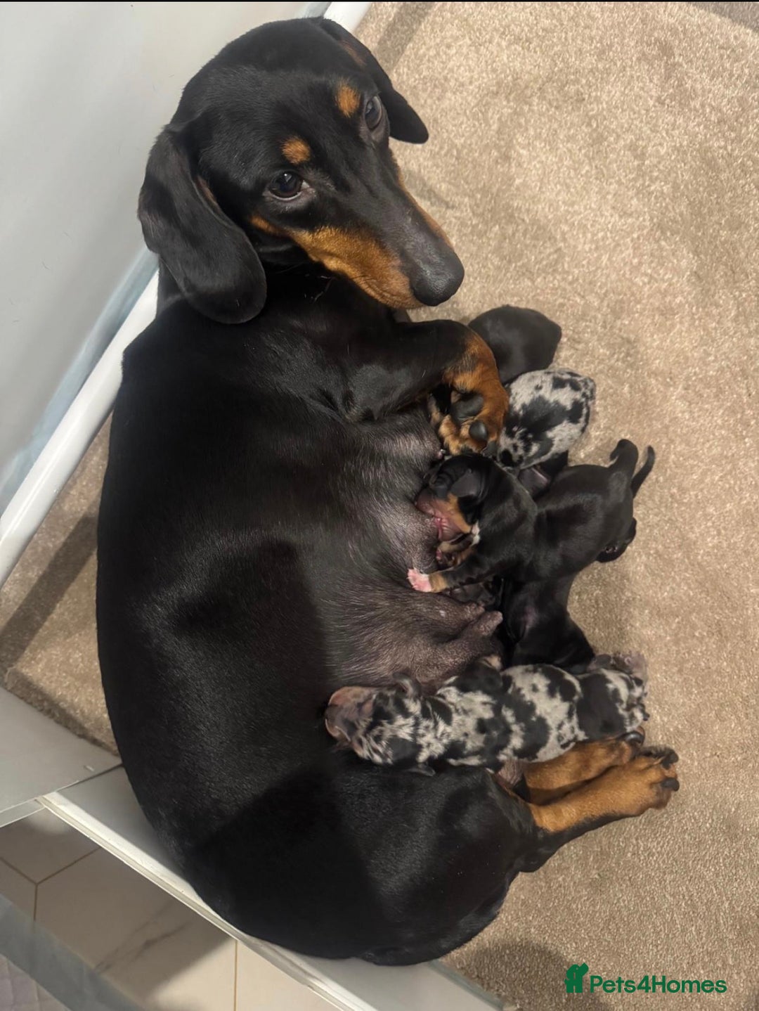 Dachshund dogs for sale: 6 Stunnig Standard Dachshund Puppies - Advert 7