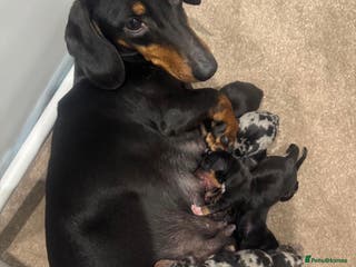 Dachshund dogs 6 Stunnig Standard Dachshund Puppies - Advert 2