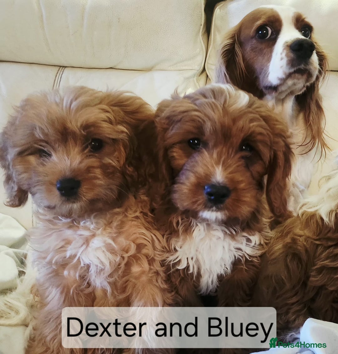 Cavapoo dogs for sale: Miniature Cavapoo Puppies – Home Reared !!! - Advert 6