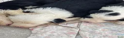 Old English Sheepdog dogs for sale: Old English sheep dog puppies  - Advert 10
