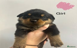 Rottweiler dogs for sale: 8 Chunky Rottweiler puppies for sale - Image 4