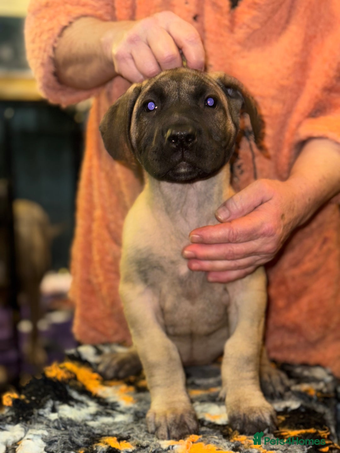 Presa Canario dogs for sale: Presa Canario pups  - Advert 3