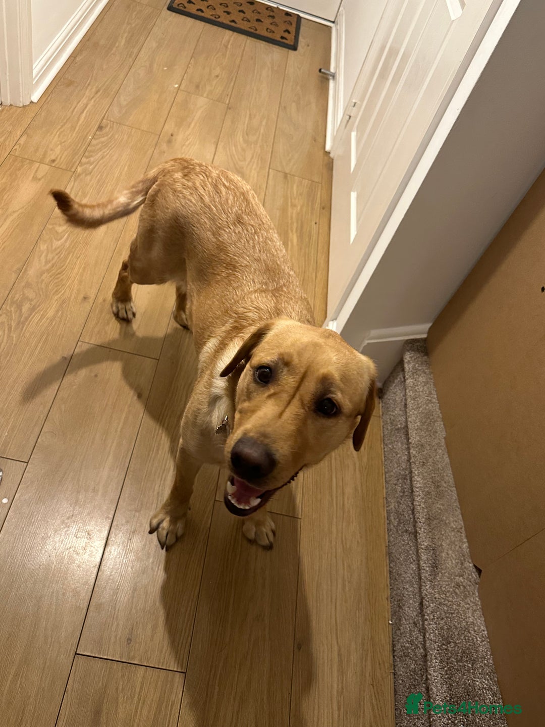 Labrador Retriever dogs for sale: Pedigree yellow Labrador  - Image 2