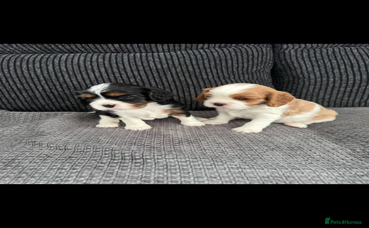 Cavalier King Charles Spaniel dogs - Advert 1