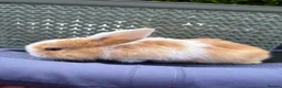 Mini Lop rabbits for sale: Pure breed Mini Lops  - Advert 13