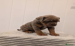 Old Tyme Bulldog dogs for sale: Kyro & Lyla Litter Old Tyme Old English Bullgdog - Image 14