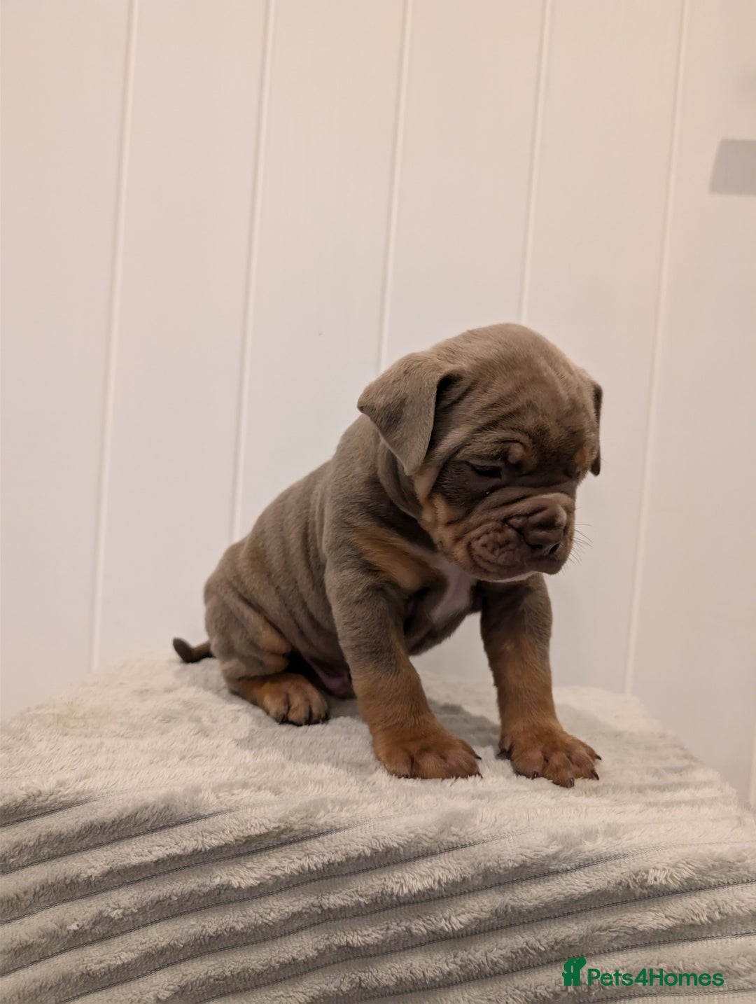 Old Tyme Bulldog dogs for sale: Kyro & Lyla Litter Old Tyme Old English Bullgdog - Image 14