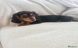 Miniature Dachshund dogs for sale: Minature dachshund  - Image 16
