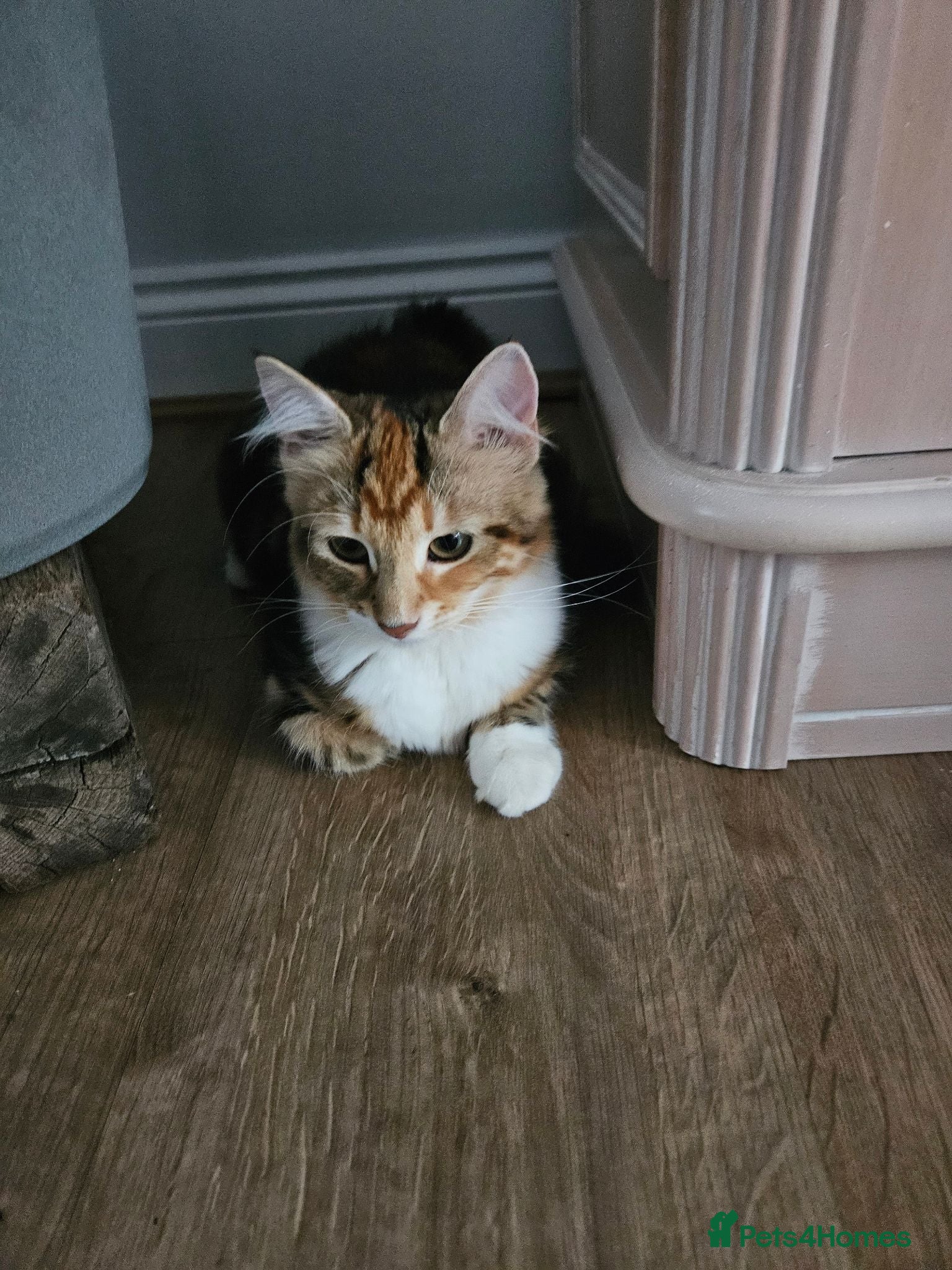 Siberian cats Two gorgeous Siberian kittens, new lower price - Advert 15