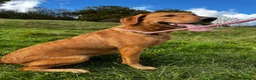 Labrador Retriever dogs for sale: 4 year old Fox red Lab - Advert 5
