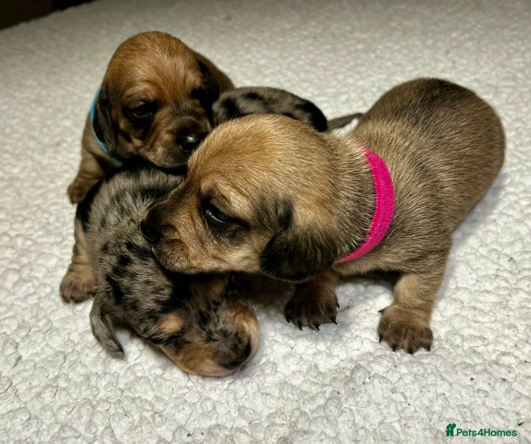 Miniature Dachshund dogs for sale: KC registered litter of mini dachshund puppies  - Advert 7