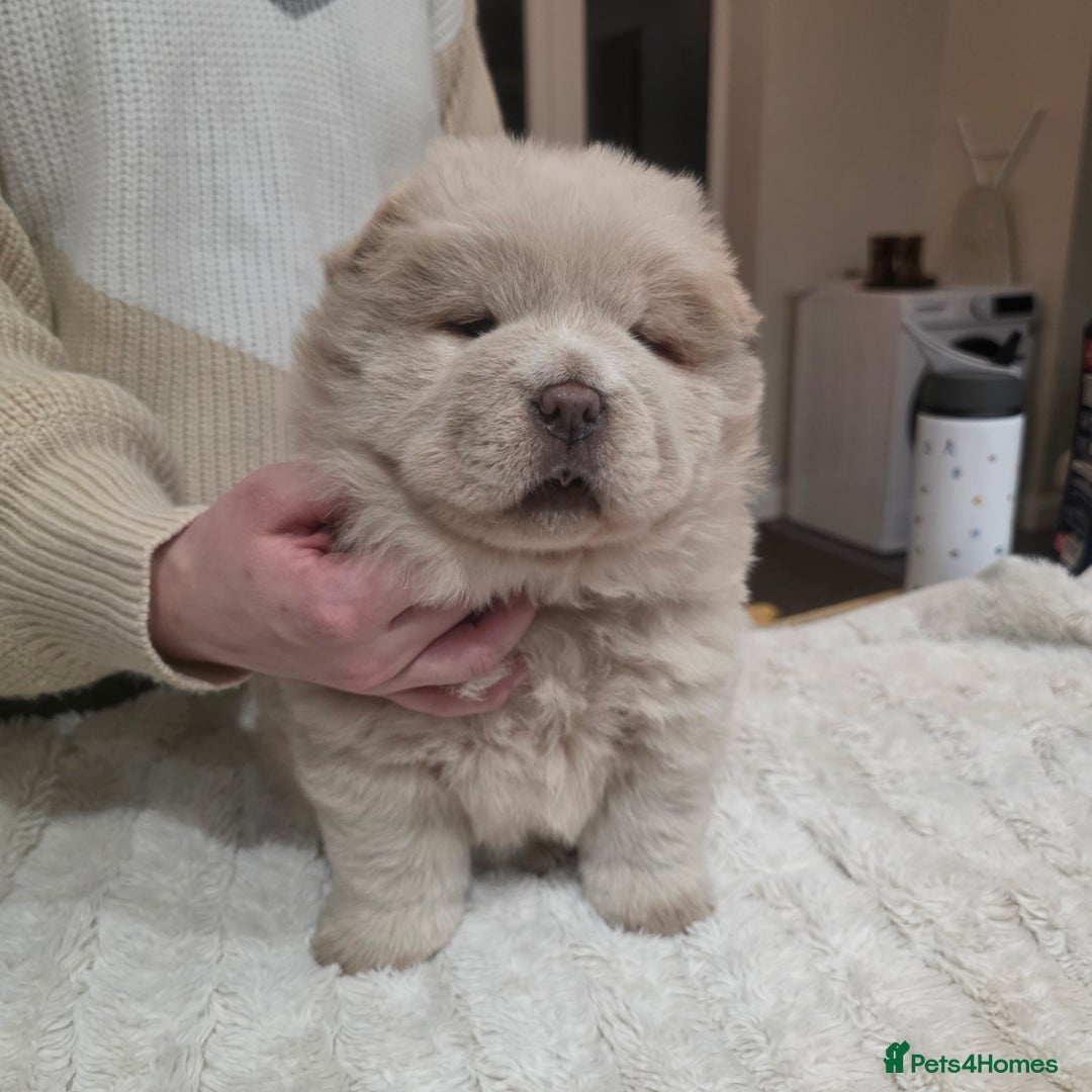 Chow Chow dogs for sale: 7 beautiful chow chow  - Advert 15