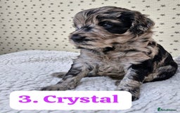 Labradoodle dogs for sale: 10 F1b labradoodles  - Image 4