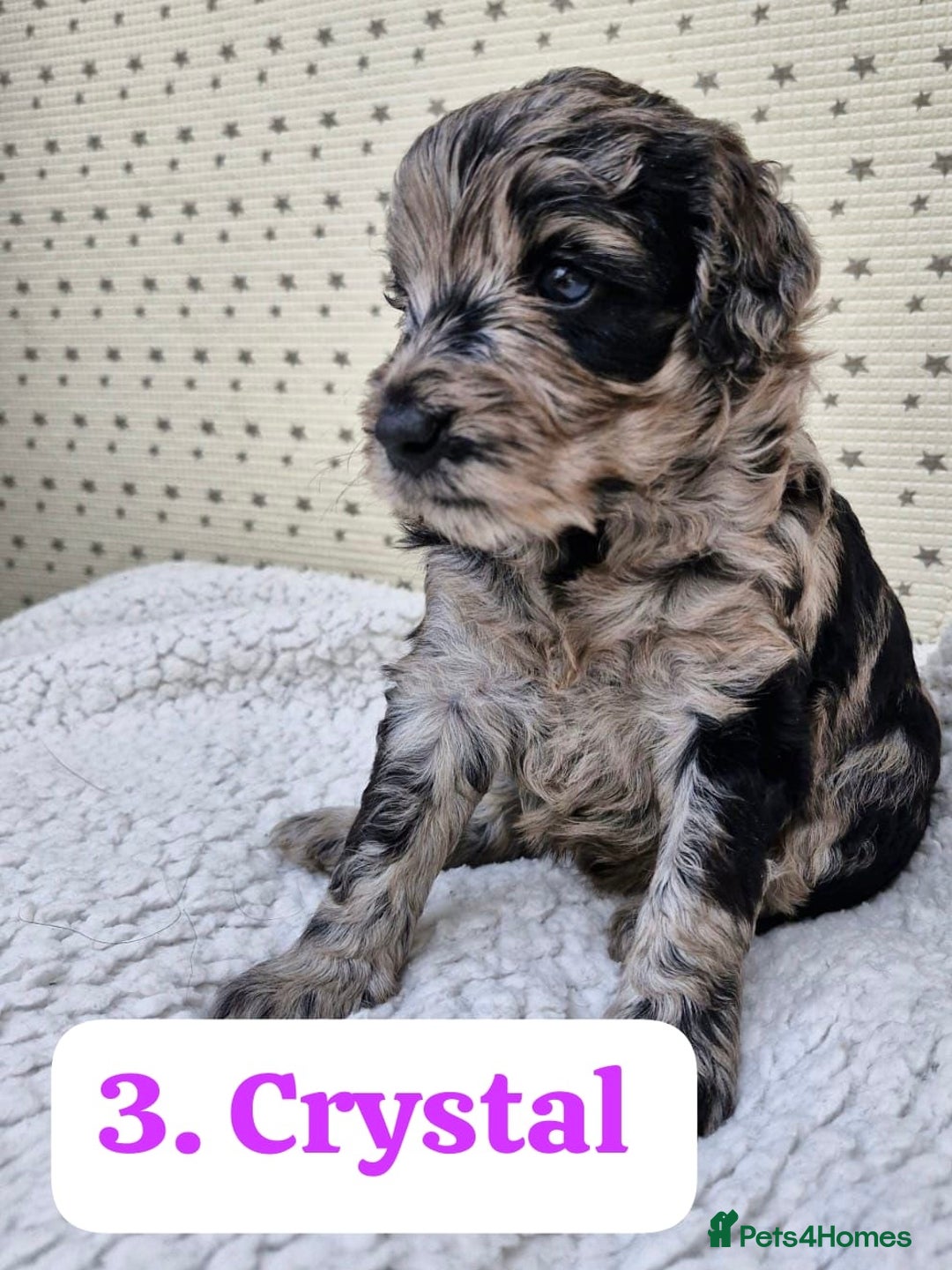 Labradoodle dogs for sale: 10 F1b labradoodles  - Image 4