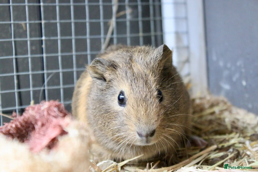 Guinea Pig rodents for sale: Single male guinea pig  - Advert 2