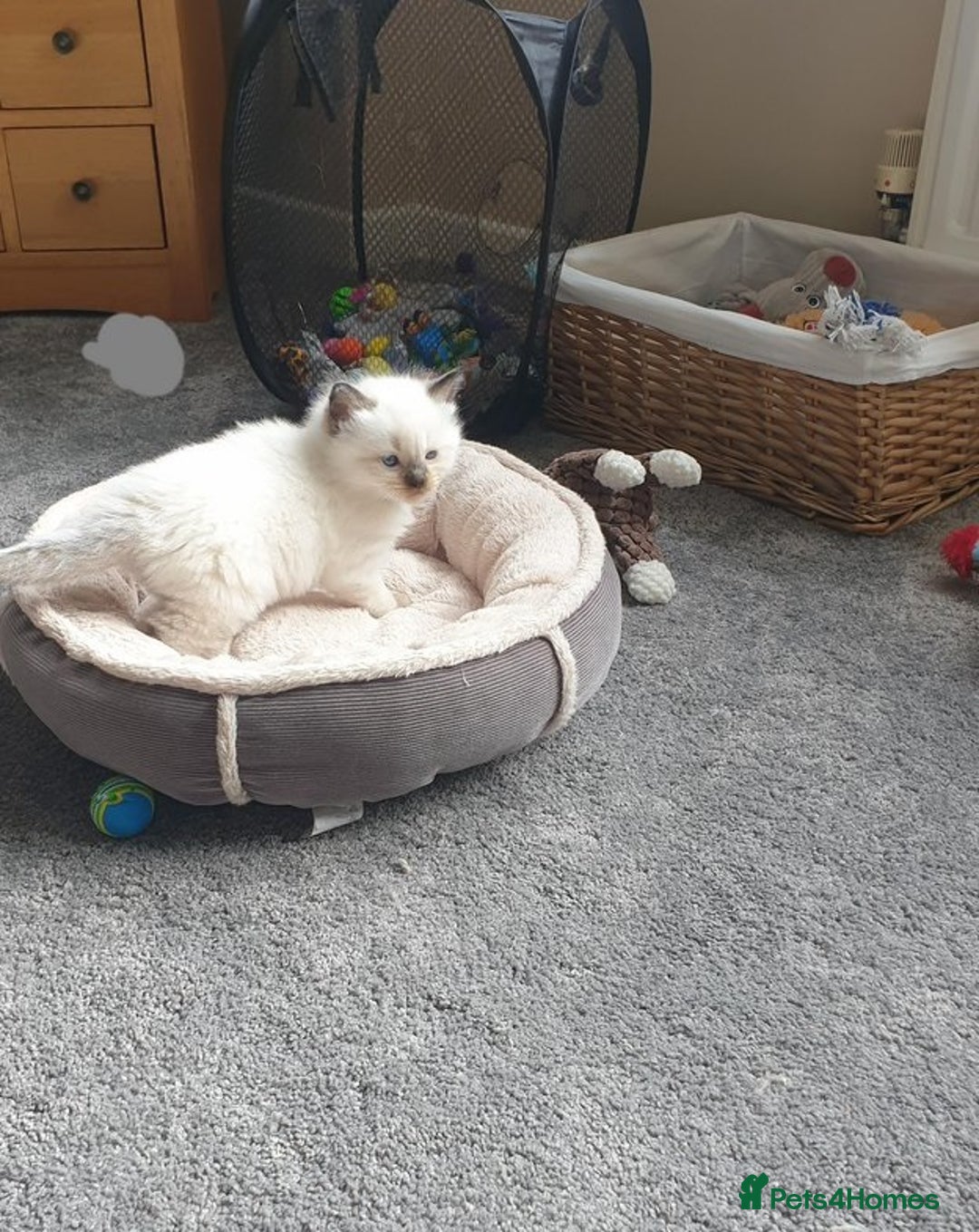 Ragdoll cats for sale: Perfectly raised Blue eyes Rag dollys  - Advert 4