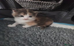 Maine Coon cats for sale: Maine Coon Kittens purebred – Reserve Now - Image 22