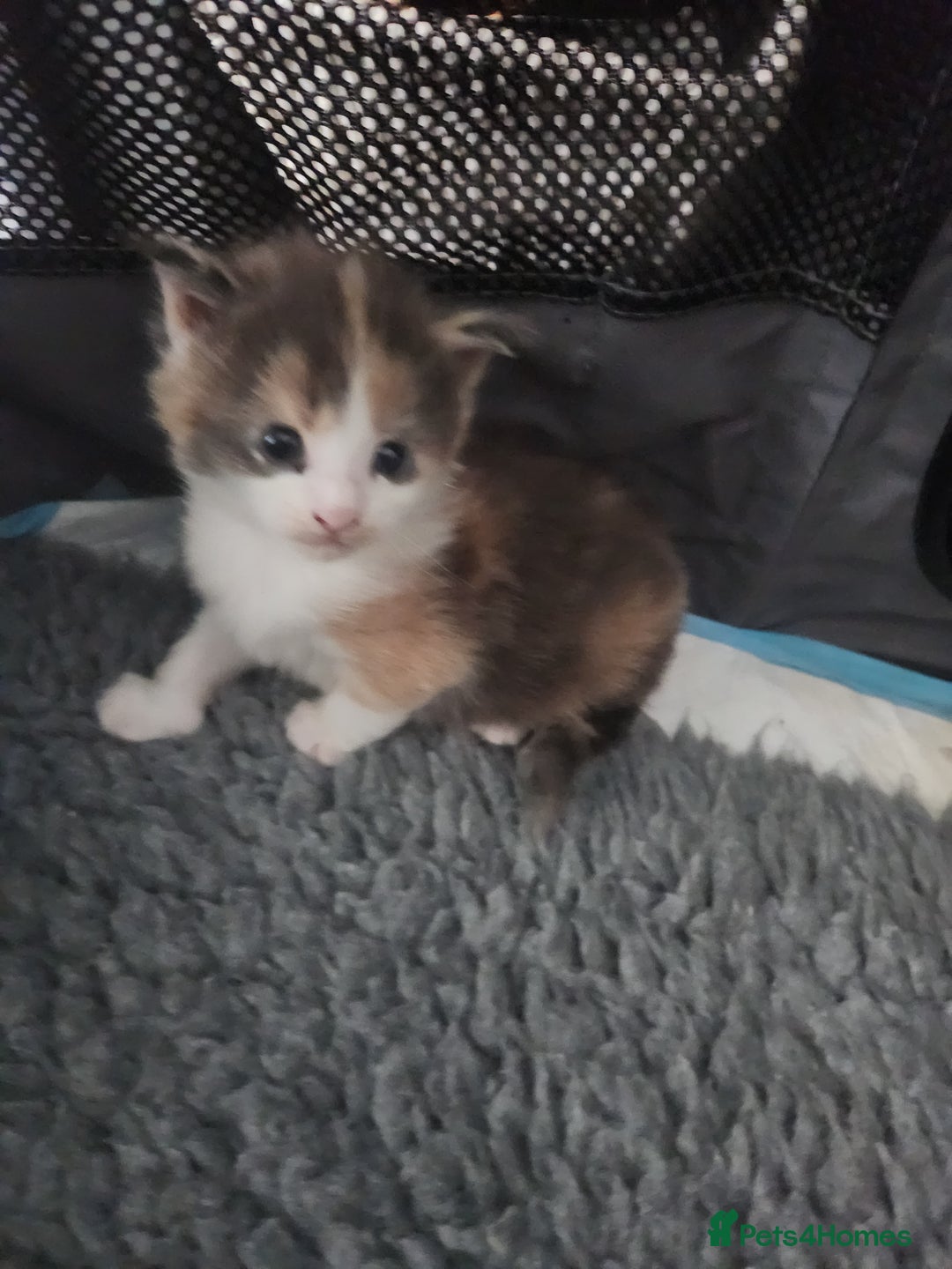 Maine Coon cats for sale: Maine Coon Kittens purebred – Reserve Now - Image 22