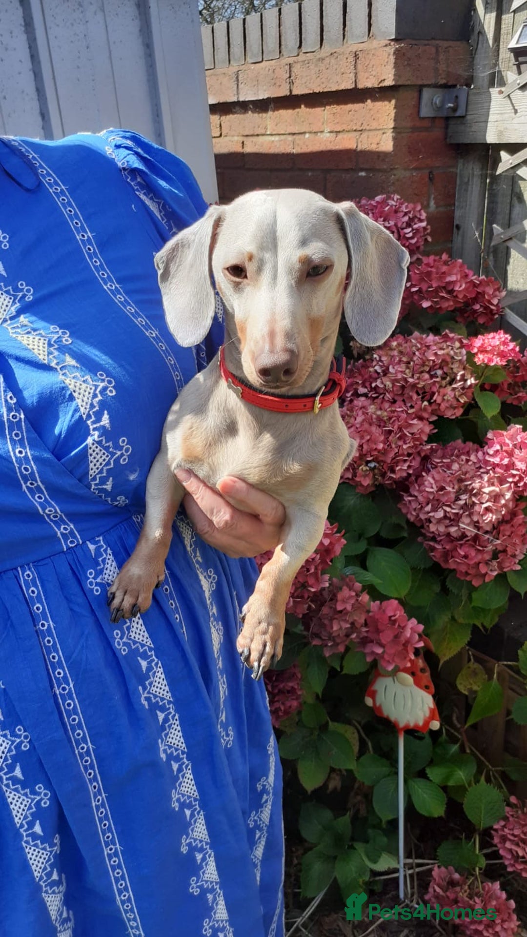 Miniature Dachshund dogs for stud: Champion Prince Buddy in Liverpool - Image 3
