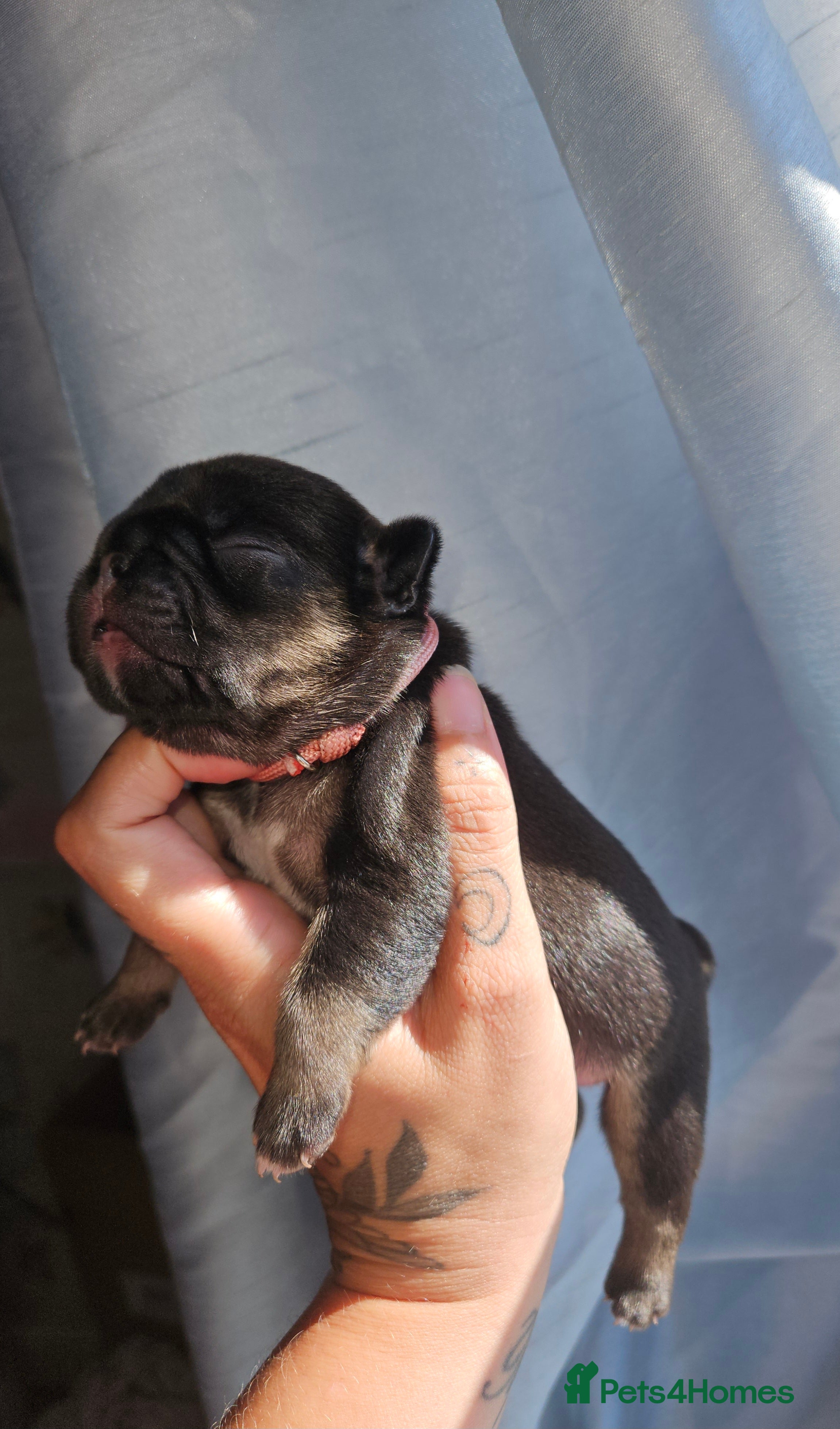 French Bulldog dogs Pedigree French bulldog puppies.  - Advert 2