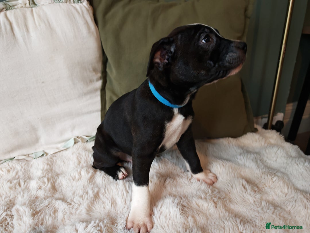 Mixed Breed dogs for sale: Olde English Bulldogge/Staffy Collie - Advert 22