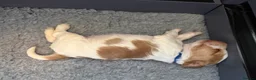 Cocker Spaniel dogs for sale: Adorable Kennel Club Reg. Show Cocker Spaniel Pups - Advert 17